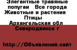 Элегантные травяные попугаи - Все города Животные и растения » Птицы   . Архангельская обл.,Северодвинск г.